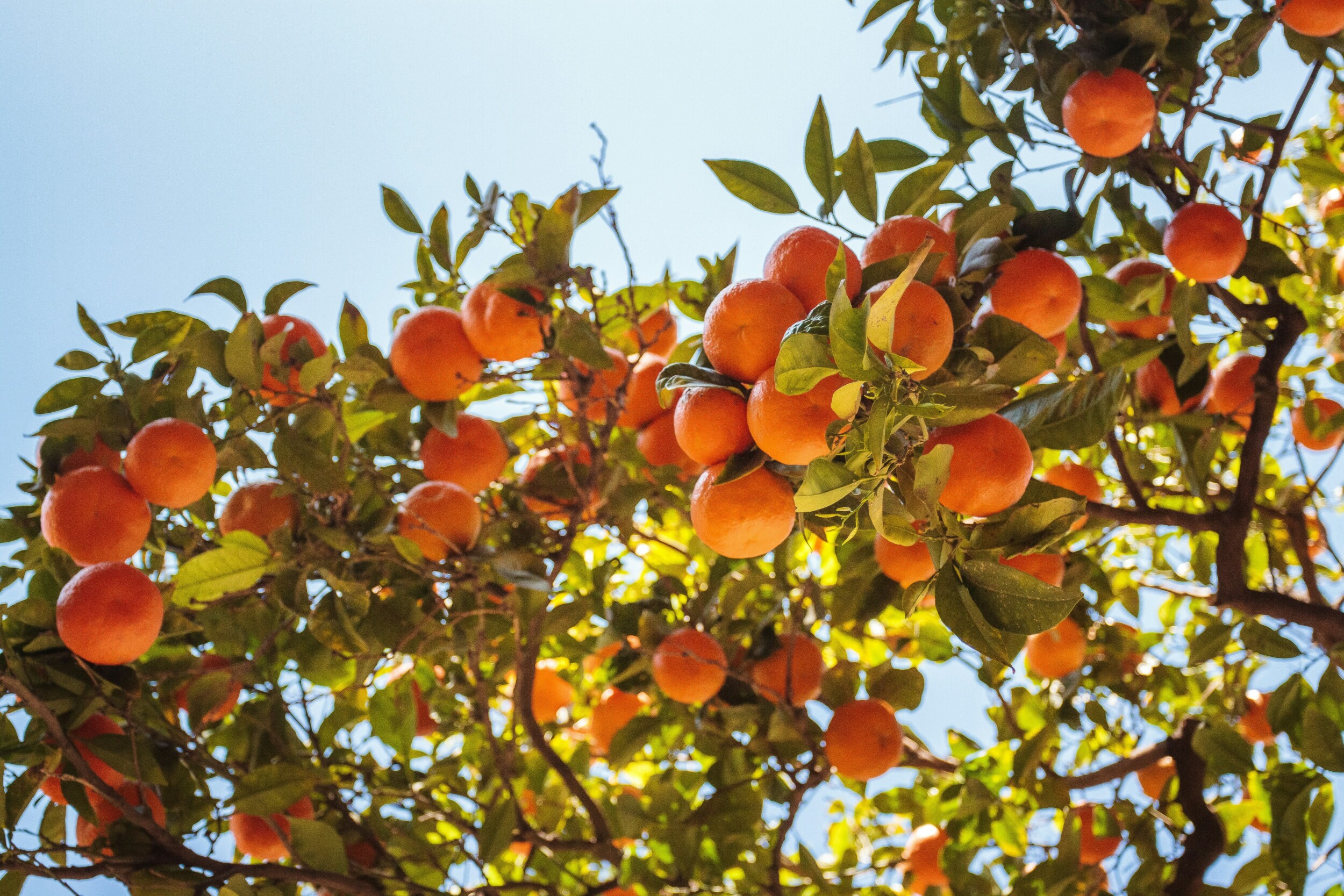 A tropical orange tree with many oranges growing on it against a bright blue sky.